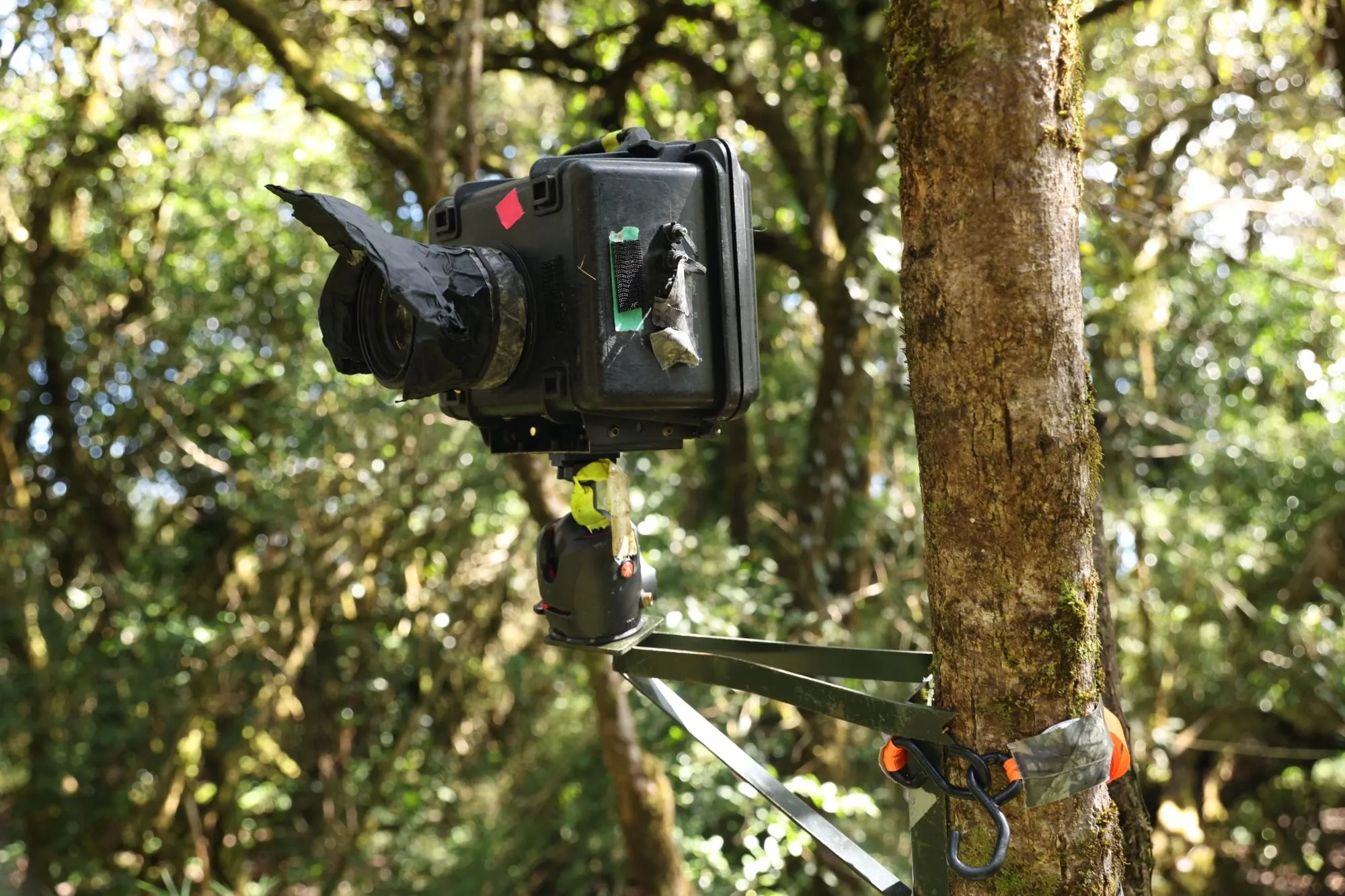 A camera in a weatherproof case with a taped lens hood, strapped to a tree in the forest